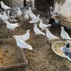 حمام فرنسي