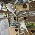 بادجي انتاج