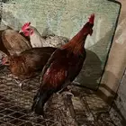 دجاج