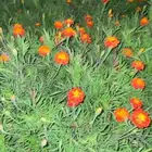 شتلات ورد   نرجس ورد ( عصايب)