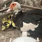 بط معها 15 فرخ