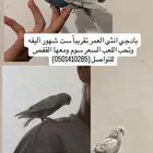 عصفور انثى بادجي