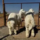 ذبائح حري طيبات