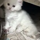قط كيتن هملايا شيرازي
