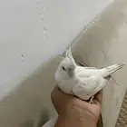 كروان للبيع