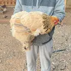 بيض براهما بيور وبيض هجين براهما