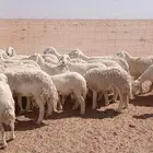 غنم حريات دفيع ومضاريع