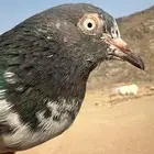 حمام تيدي بيور للبيع