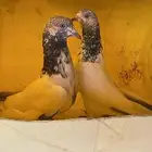 حمام بكستاني
