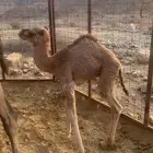 قعود ضيار