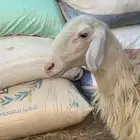 رخل برصا