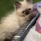 قطط هملايا