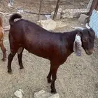 تيس مشروع فحل السن جذع