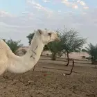 نياق خلفات وضح م بكار حقاق بناتهن برحولها و فحلها