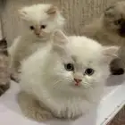 قطط هملايا