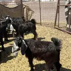 تيوس شحم حد الفل العمر خمس الي ست اشهر
