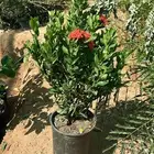 مشاتل اشجار مثمره وشتلات زينه تبراك