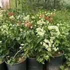 مشتل اشجار ظل وشتلات زينه تبراك والجله