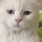 قط ذكر للتزاوج والتلقيج مجانا