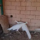 جوز طاووس ابيض