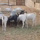 ذبايح مناسبات تيوس البيع جمله وقطاعي