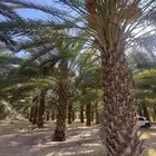 نخل برني