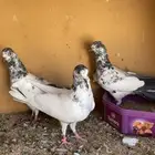 طبات بكستانيات