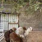 سواكن جذعان مرابي للمناسبات والثلاجة