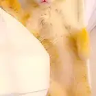 قطه للتبنى