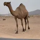 ناقه صفراء كفو لقحه