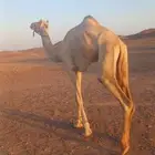 ععغ