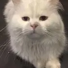 قط ذكر للتزاوج مجانا
