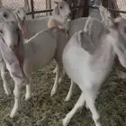 جفرات مطوره