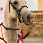 حصان شعبي