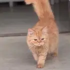 قطه لتبني