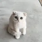 سكوتش فولد بيور 100