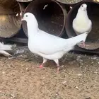 حمام فرنسي احجام ضخمة