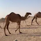 بكره حقه