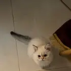 قط شيرازي عمره شهرين للتبني