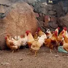 دجاج تركي اصفر واحمر