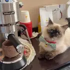 قطه أنثى نوع هملايا