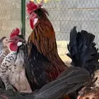 دجاج ترثه  ديوك عربي عرف افرق الوان