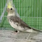 ذكر كروان كريمي فيس بايد سينمون العمر 6 شهور