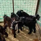 2 تيوس وجفرة ثلاجه