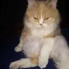 تزاوج مطلوب قطة قطه انثى