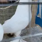 جوز بلوني معه فرخ
