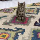 قطط للتبني