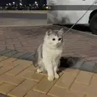 قطط هجين شيرازي مع هملايا للتبني