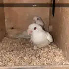 انثى روز البينو م نتجه (