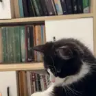 قط للتبني